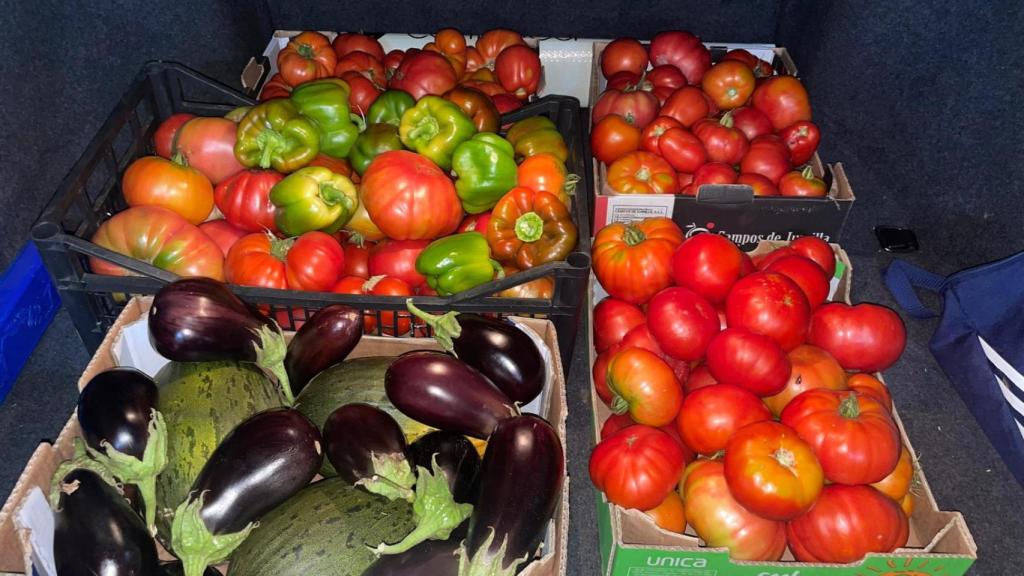 Sabrosas berenjenas, tomates y pimientos cultivados en estos huertos