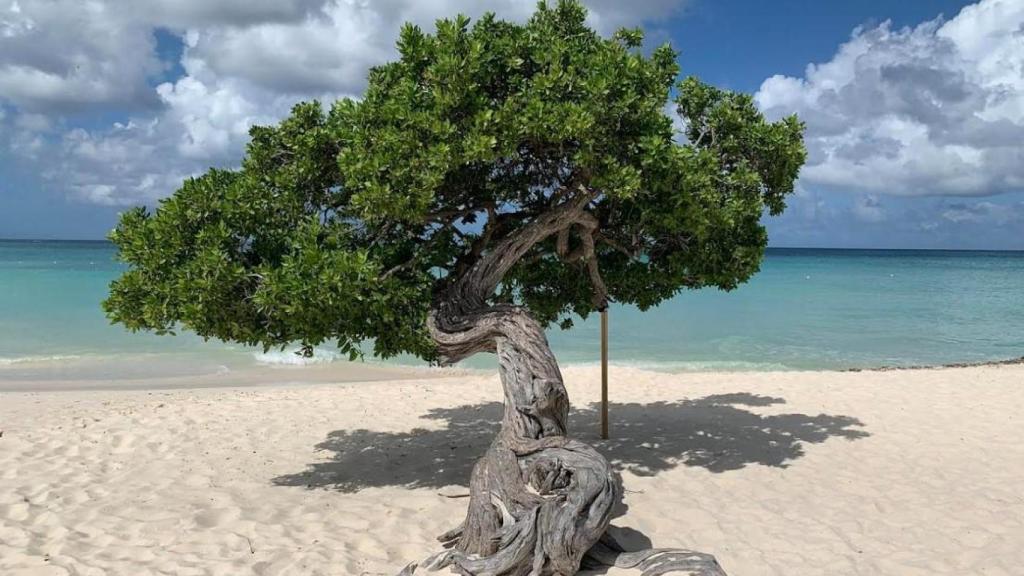 Un árbol típico en plena playa en Aruba.