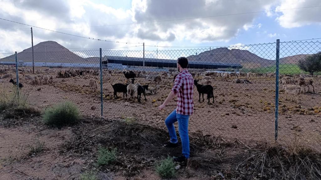 El periodista se acerca a un rebaño de cabras, en una zona de cultivos en La Unión (Murcia).