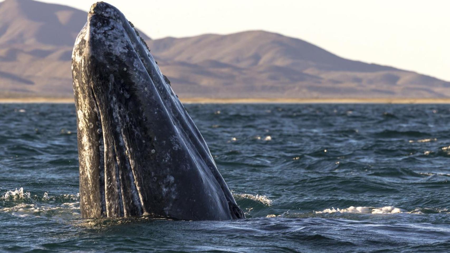 Ejemplar de ballena azul sacando la cabeza del mar.