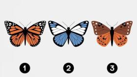 Elige una de estas mariposas