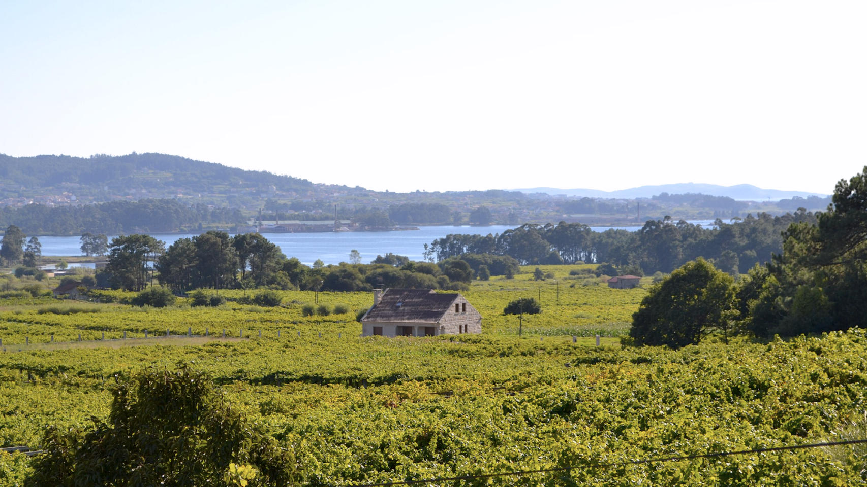 Viñedos de albariño en Cambados, comarca do Salnés