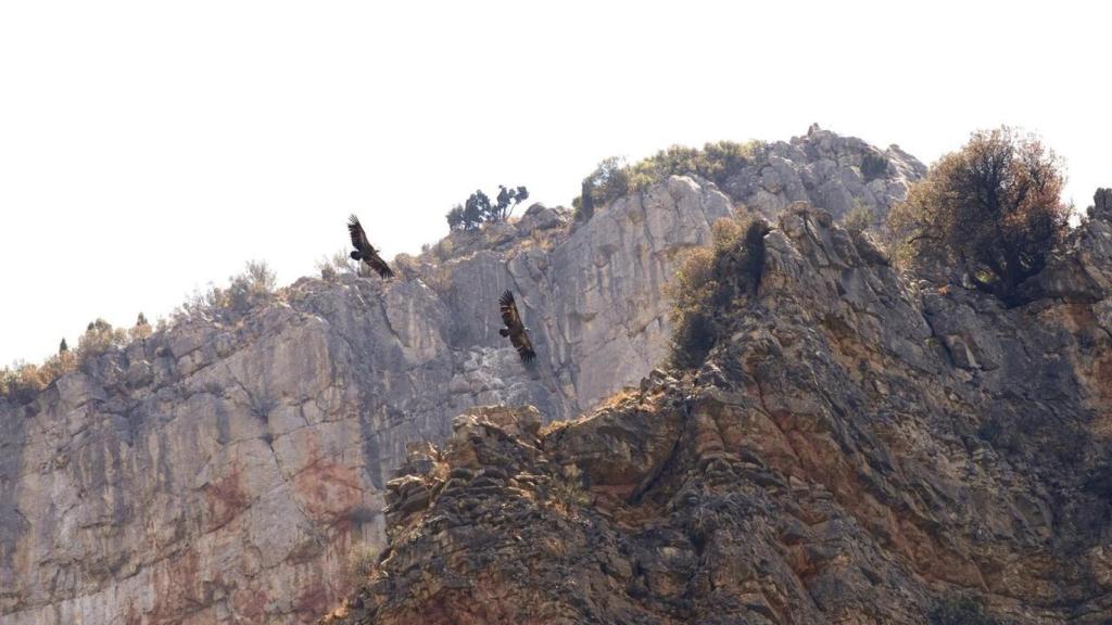 Águilas imperiales sobre las montañas.