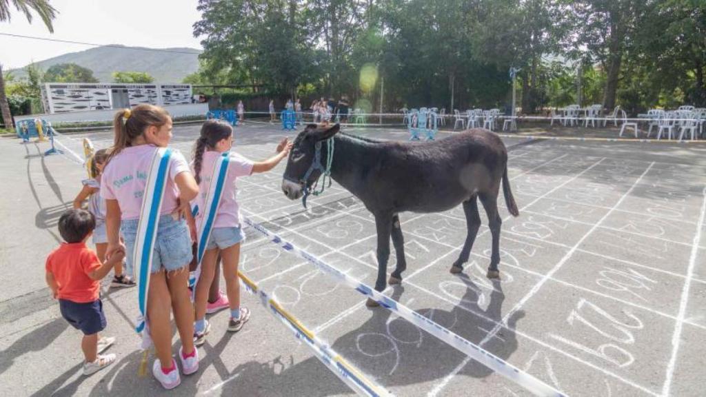 Así celebran la cagá de la burra en Benidorm.