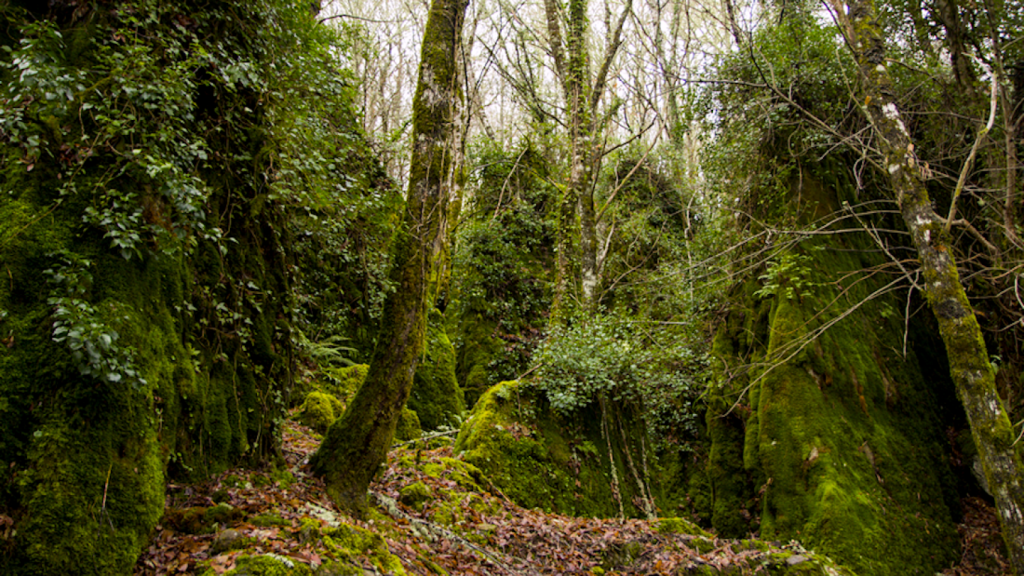 Bosque dos Grobos