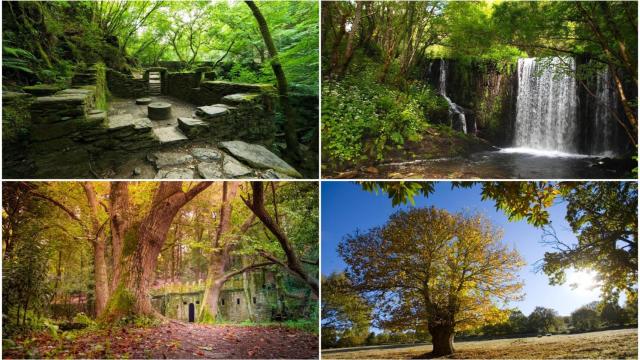 Bosques de las cuatro provincias de Galicia