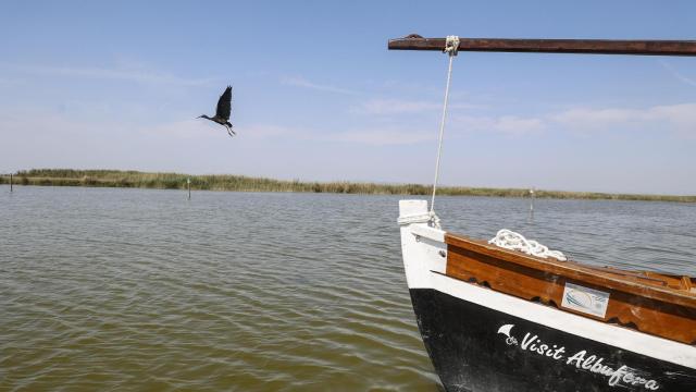 Suelta de aves en el Parque Natural de l'Albufera.