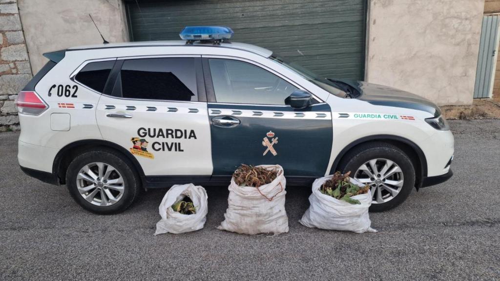 Incautados un total de 50 kilogramos de esta planta medicinal protegida