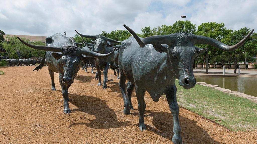 Estatuas de los Texas longhorn, el ganado vacuno procedente de Texas.