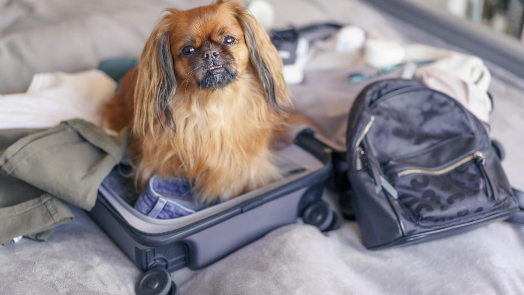 Un perro en una maleta, en una imagen de Shutterstock.