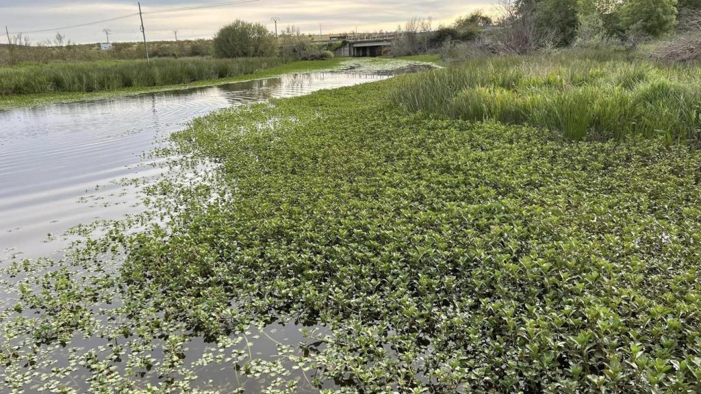 Una planta invasora amenaza el suministro de agua en Cáceres