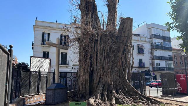 Imagen del estado actual del ficus de San Jacinto.