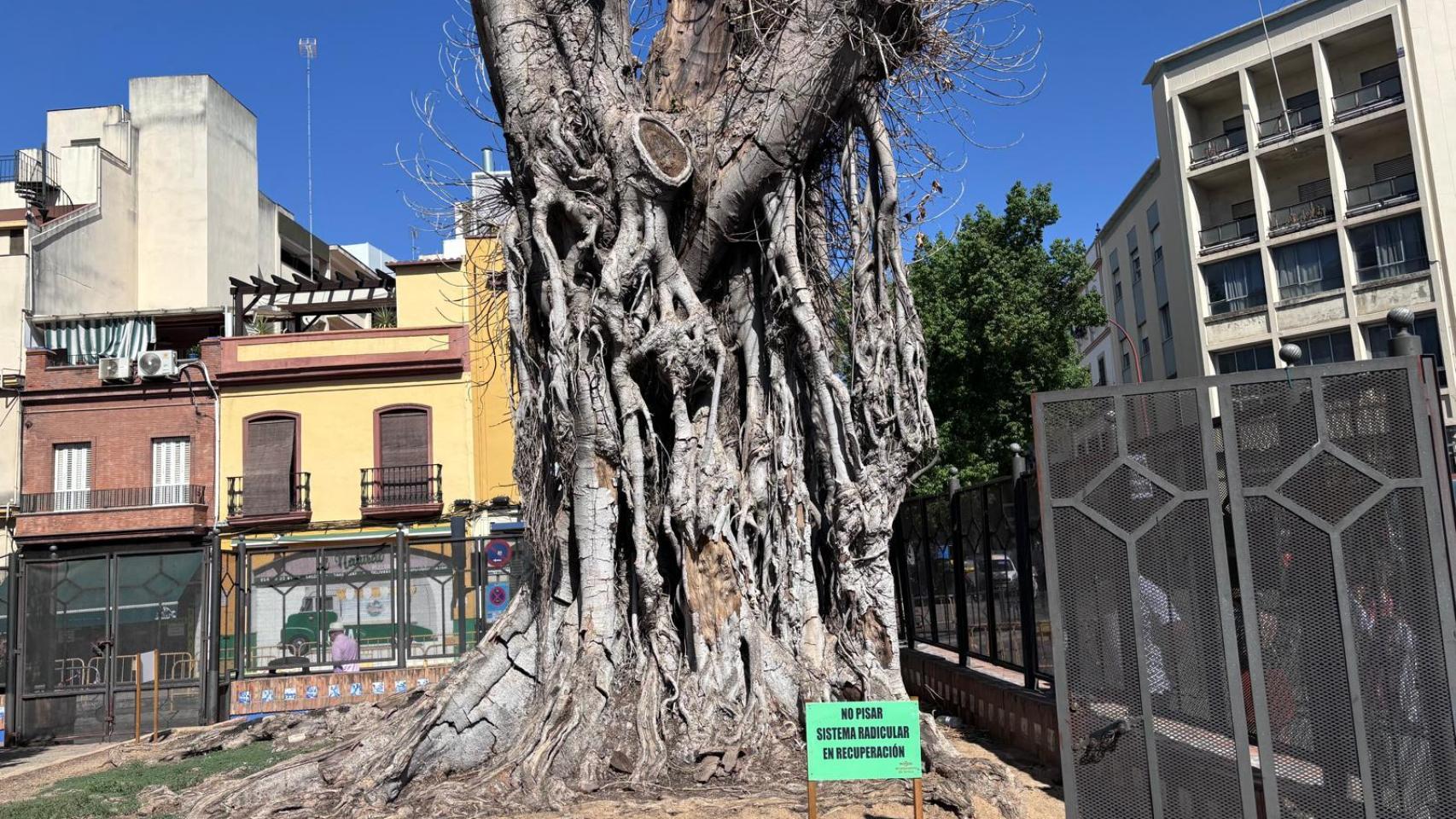 El estado actual de un árbol de 113 años.