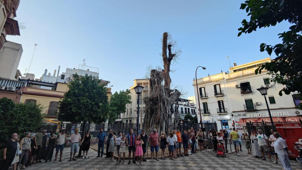 Concentración de agosto organizada por la plataforma de defensa del ficus de San Jacinto.