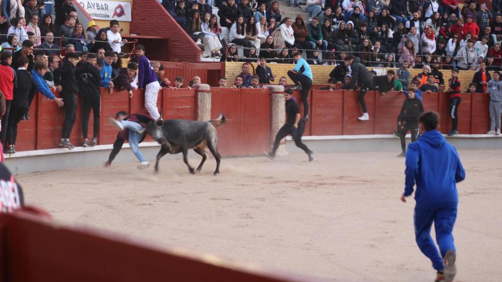 Suelta de reses en la plaza de toros.