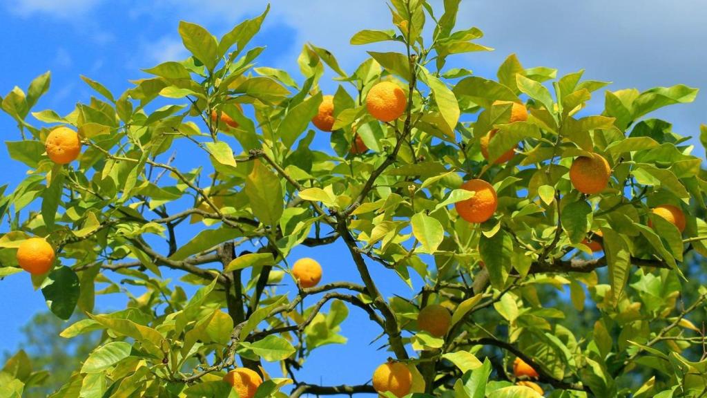 Árbol de mandarinas.