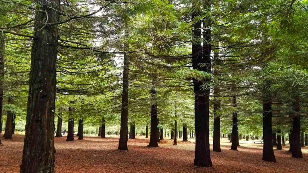 Bosques de secuoyas en el Monte Castrove