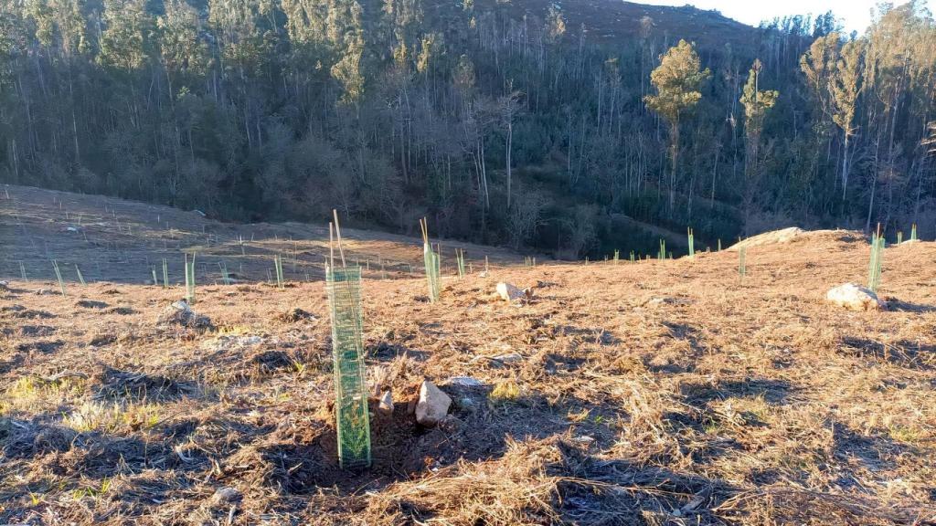 El mayor bosque de secuoyas de Galicia