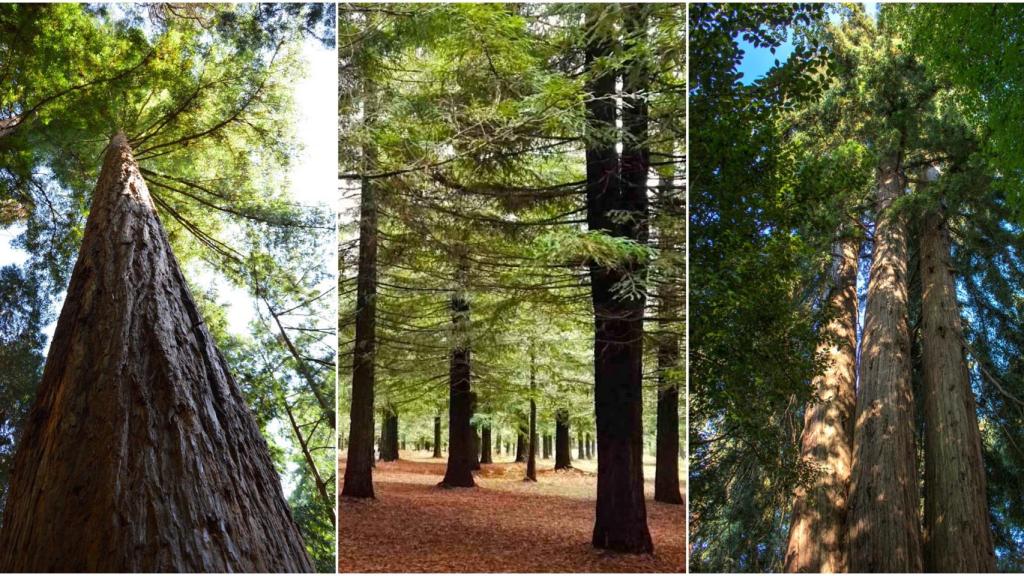 Bosques de secuoya y distintos ejemplares en las Rías Baixas