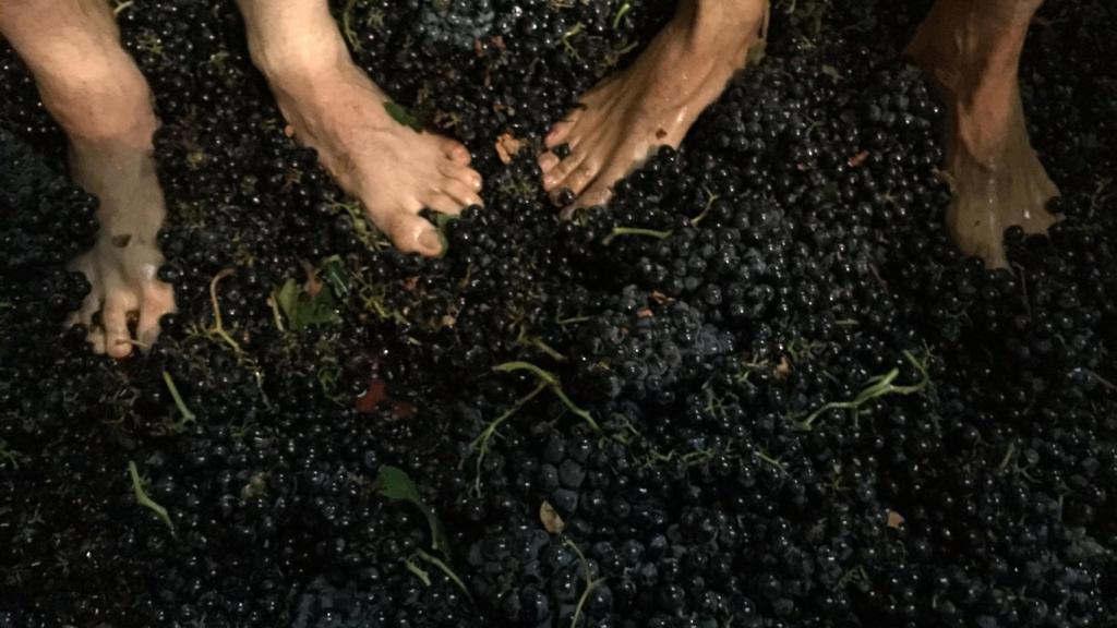 El pisado de uva en bodegas Pradorey