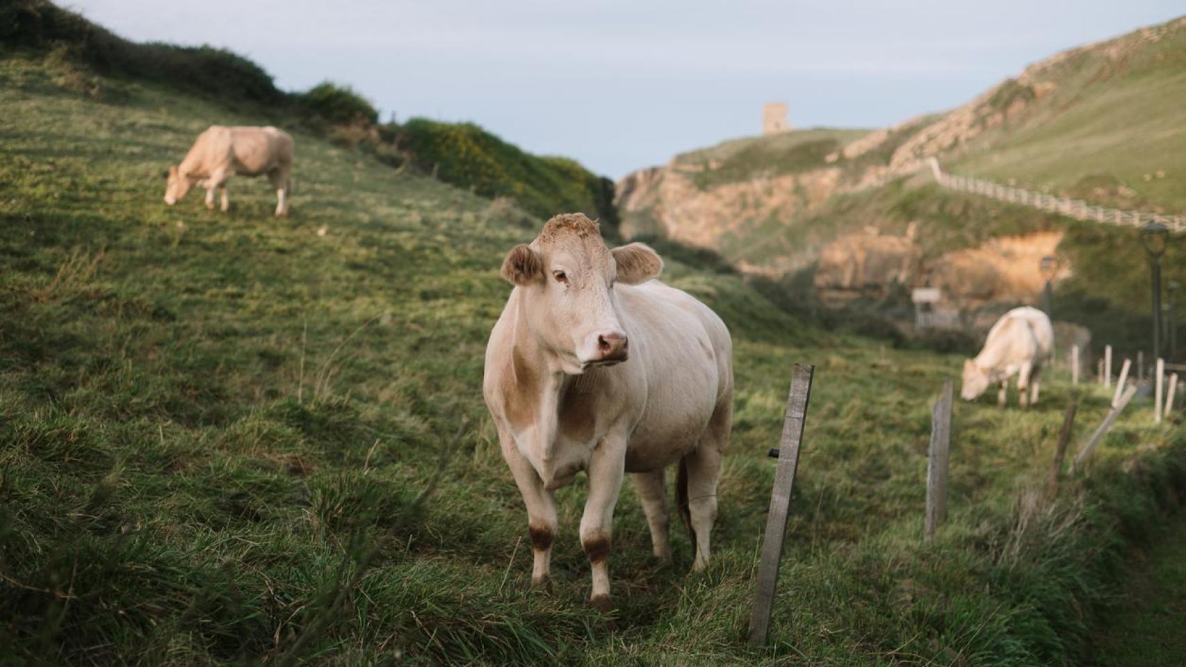 Varias vacas pastando en la montaña