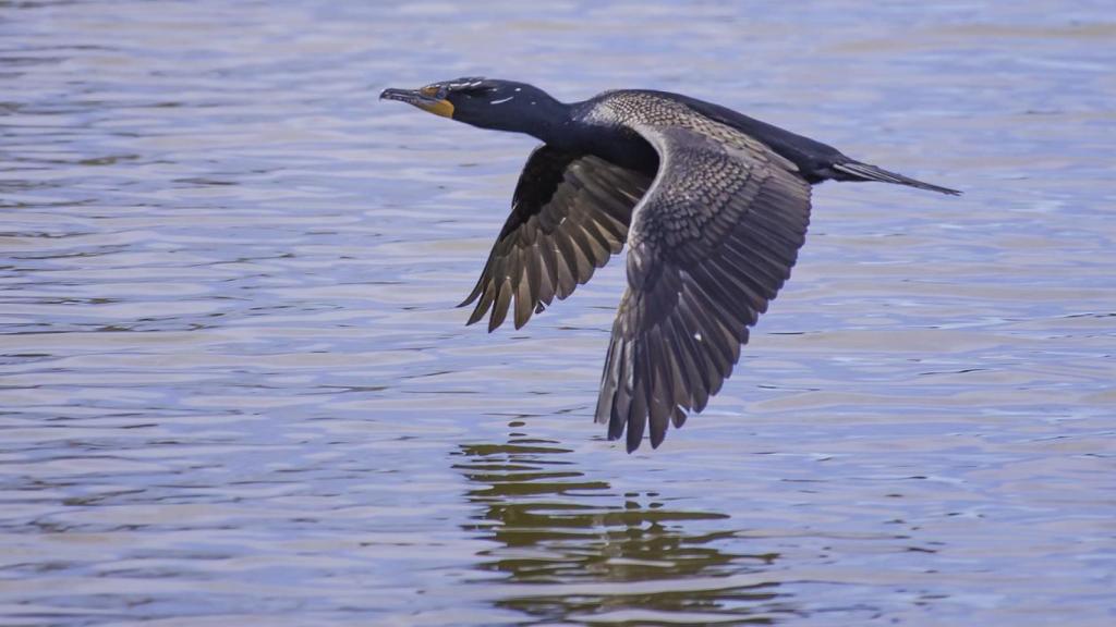 Cormorán volando sobre el agua.