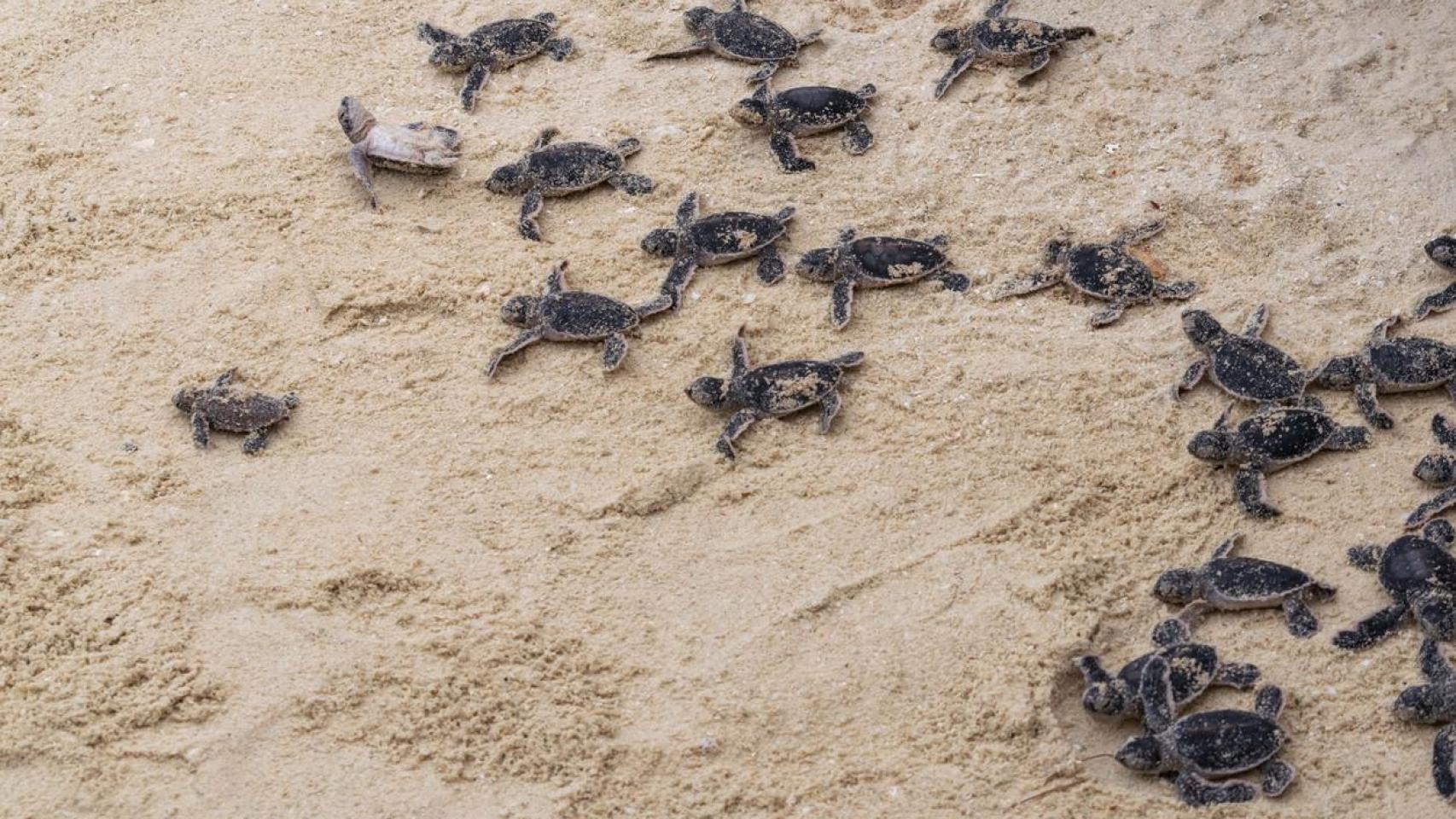 Crías de tortugas marinas.