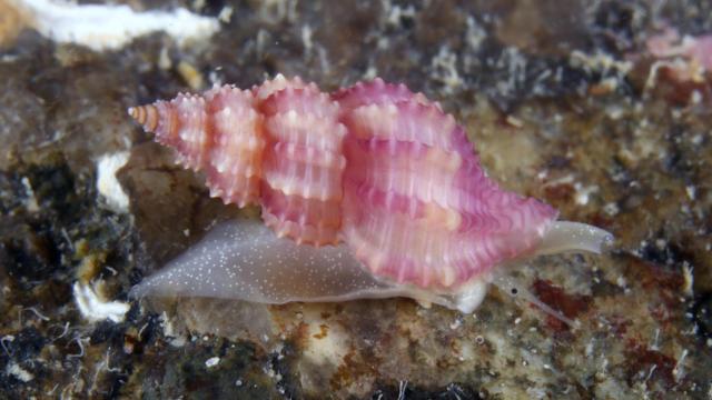 Gasterópodo endémico del Mediterráneo hallado en Galicia