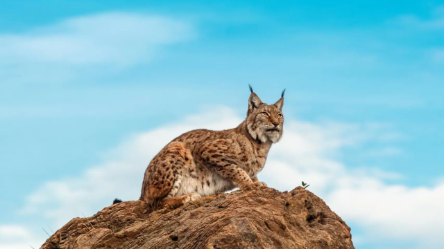 Lince ibérico