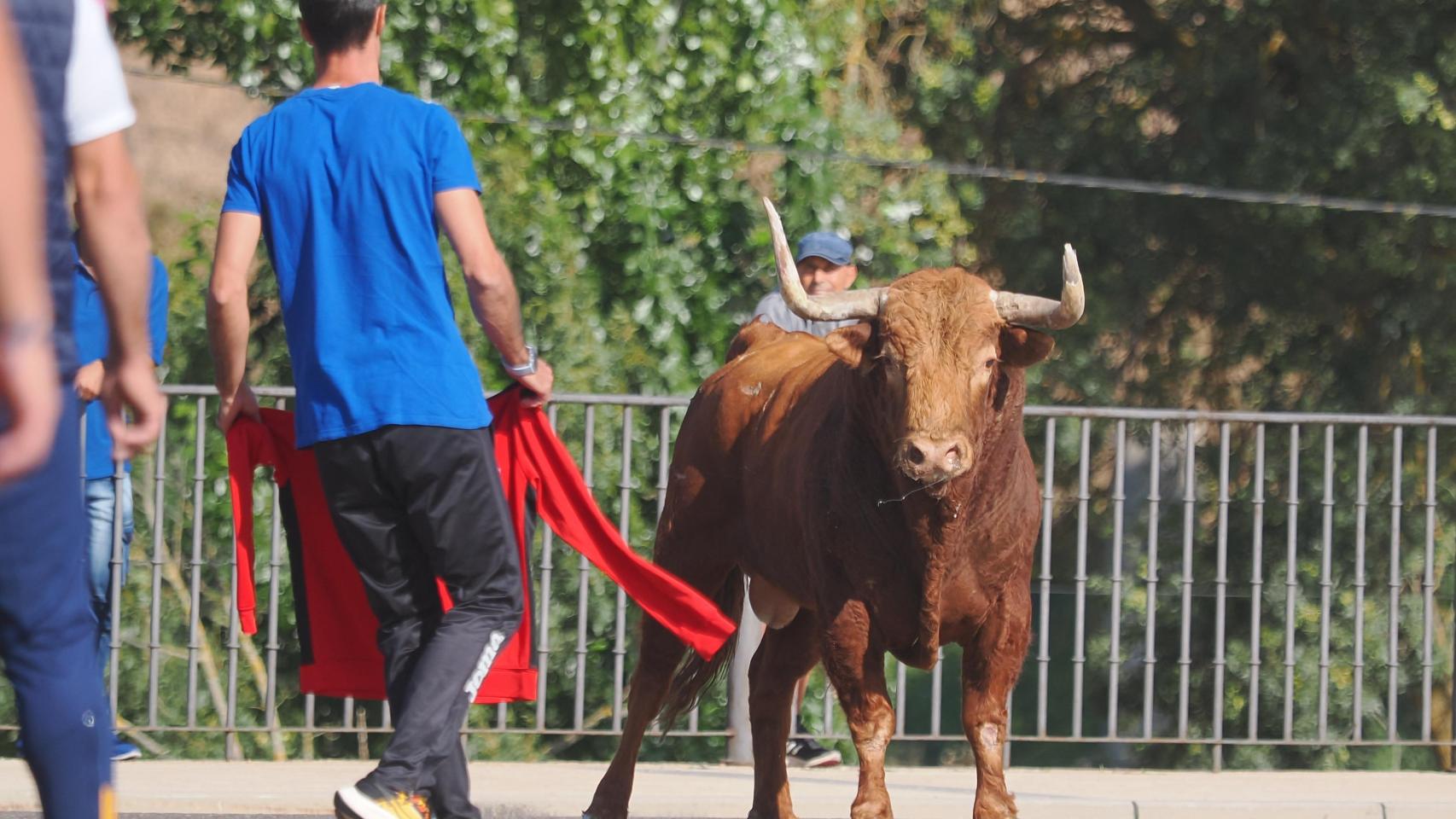 Toro de la Vega 2024