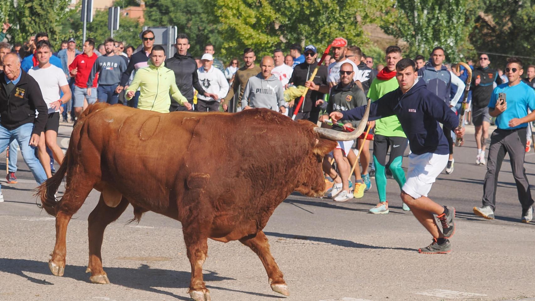 Toro de la Vega 2024