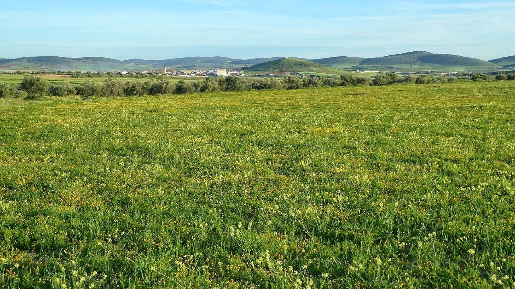 Uno de los terrenos afectados por el proyecto en Santa Cruz de Mudela.