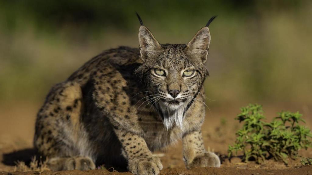 Lince ibérico.