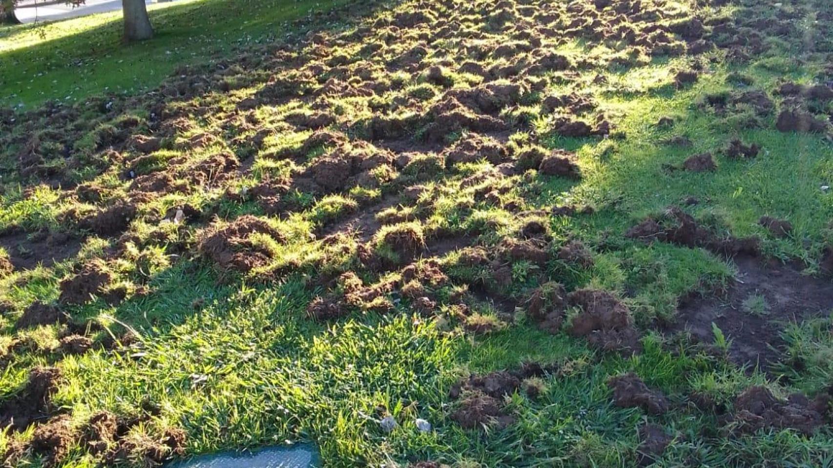 Desperfectos de los jabalíes en Oleiros (A Coruña)