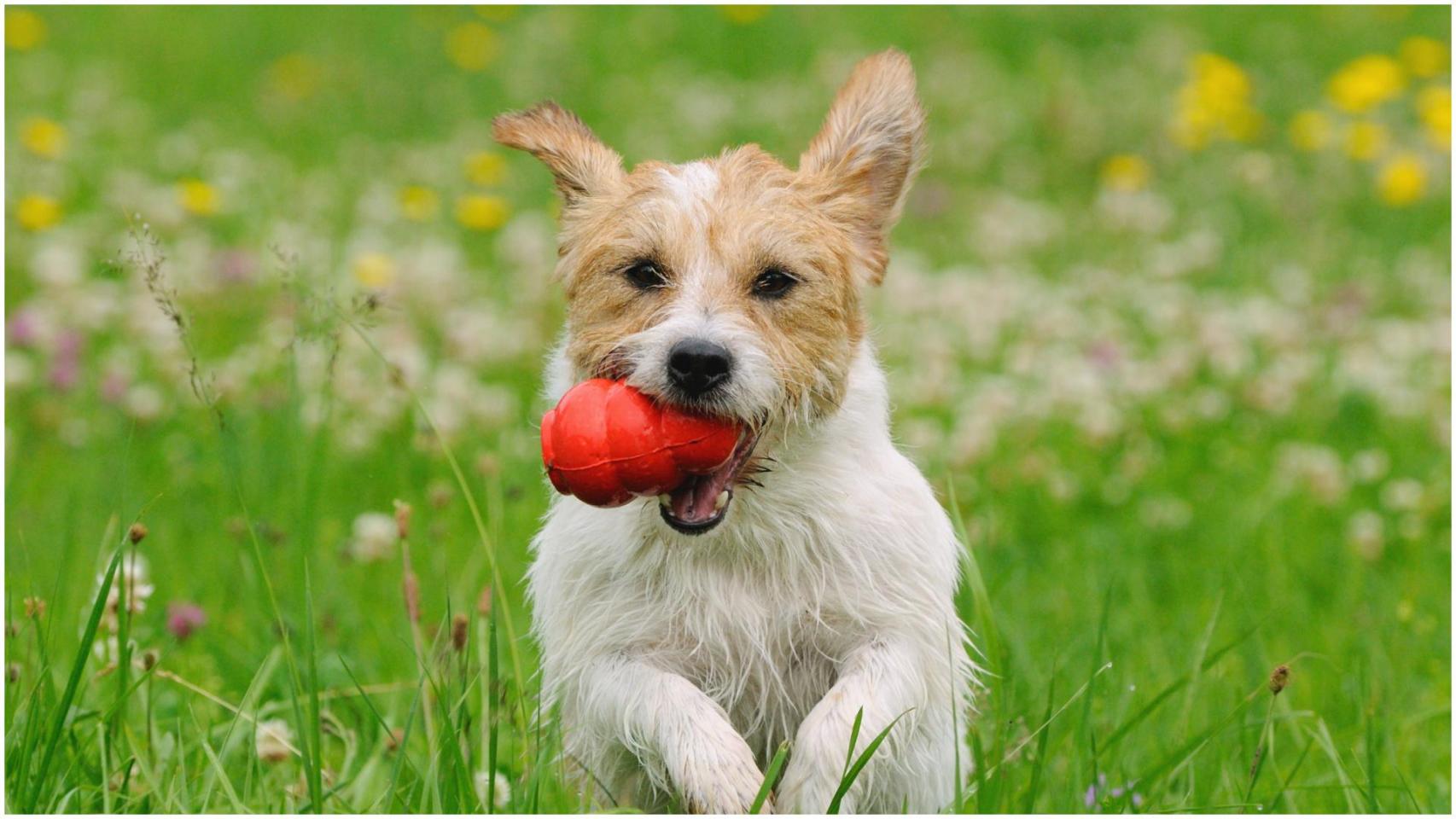 Un cachorro con un Kong clásico