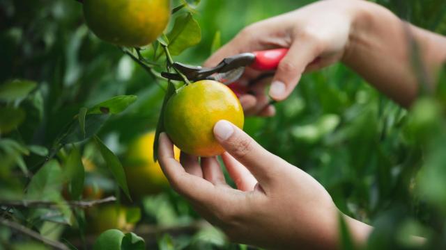 Una persona recogiendo naranjas, en una imagen de Shutterstock.