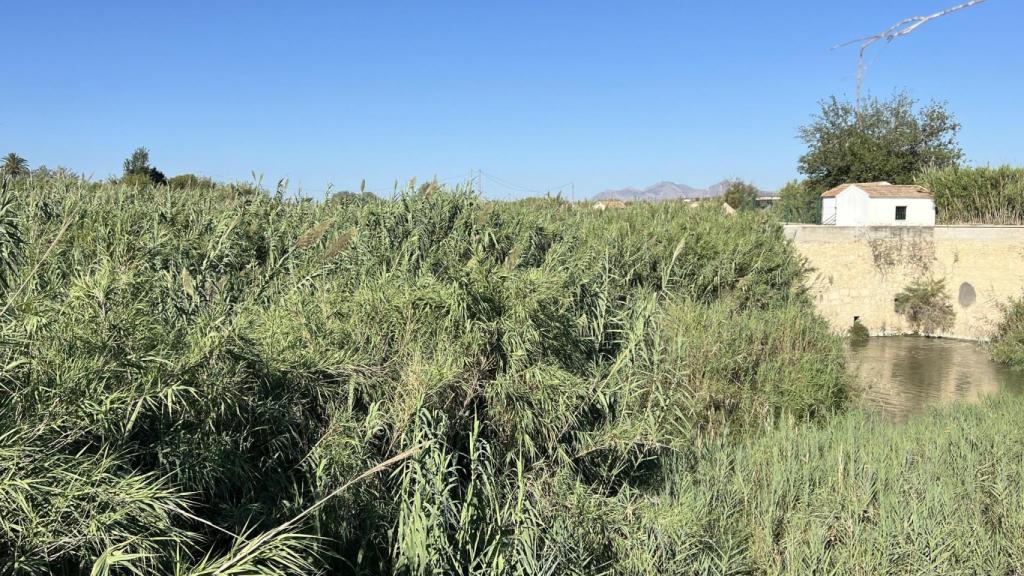 Los alrededores del río Segura entre Almoradí y Benejúzar.