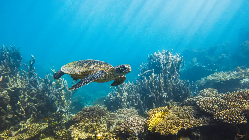 Imagen de una tortuga vagando por el océano.