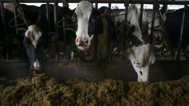 Varias vacas en una ganadería de lácteo - Carlos Castro