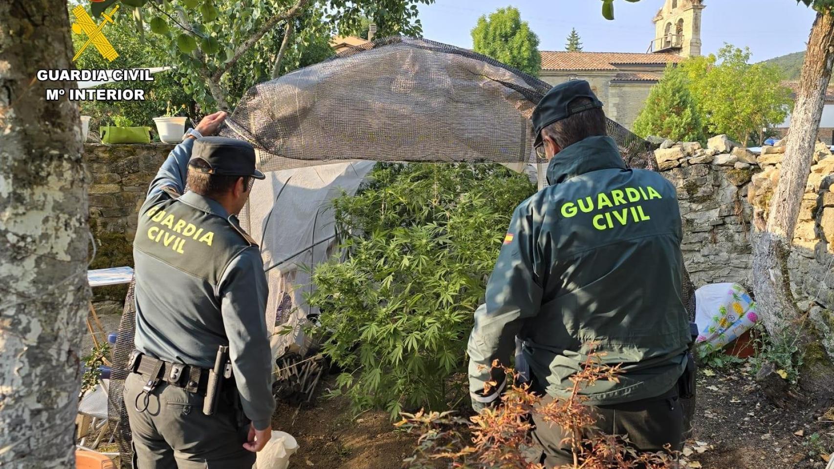 Detenidas dos personas por cultivar marihuana en Dehesa de Montejo