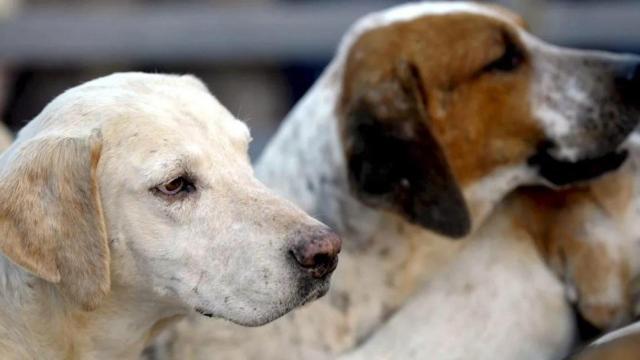 Dos perros en imagen de archivo.