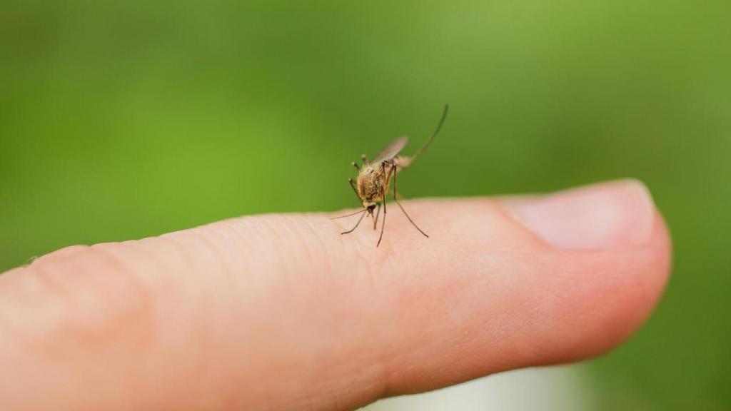 Mosquito bebiendo sangre de un dedo.