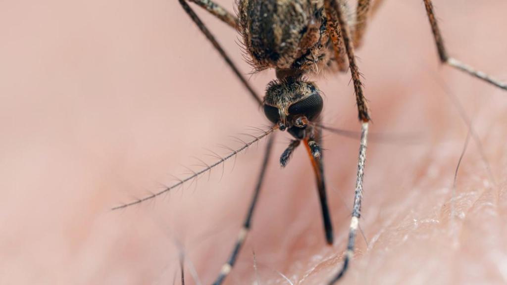 Primer plano de un mosquito sobre la piel humana.