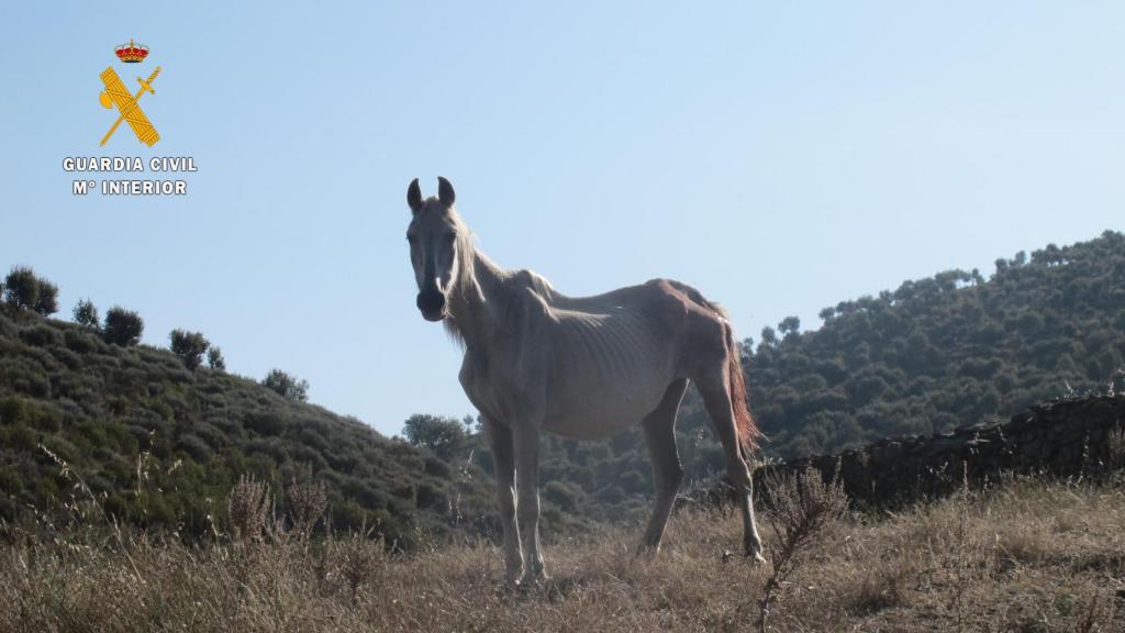 Un caballo en estado de desnutrición