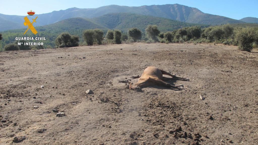 Un caballo muerto por desnutrición en Serradilla del Llano