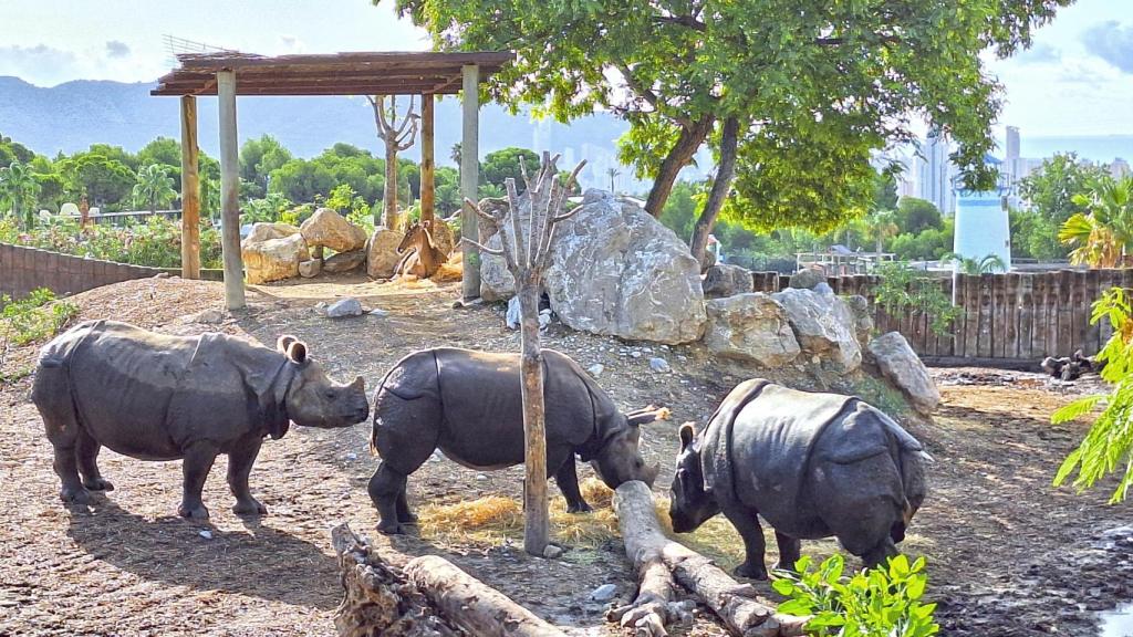 Terra Natura Benidorm celebra este domingo el Día del Rinoceronte con una programación especial