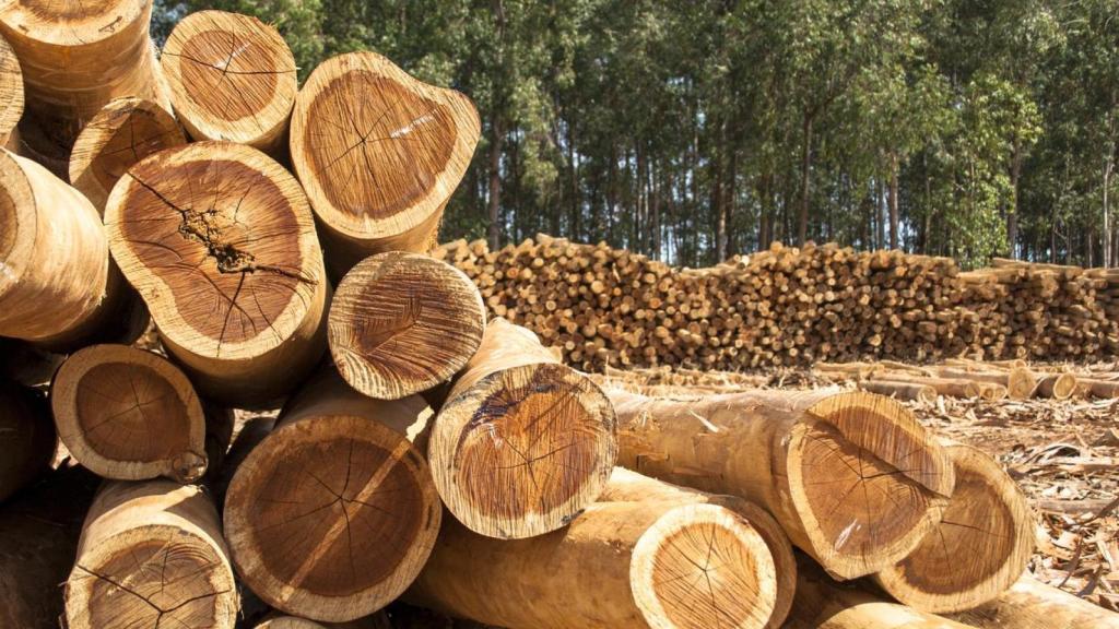 Imagen de troncos de árboles apilados en el bosque.