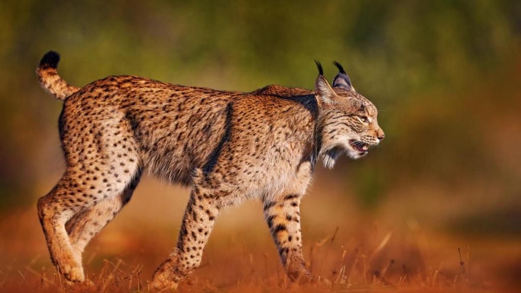 Imagen de un lince ibérico.