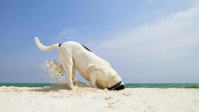 Perro haciendo un agujero en la playa.