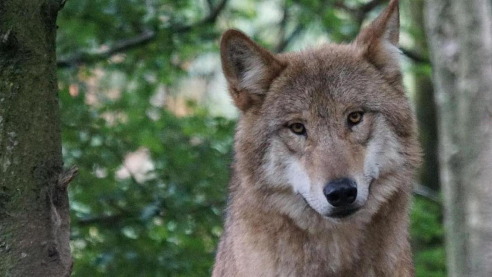 Un ejemplar del lobo ibérico.